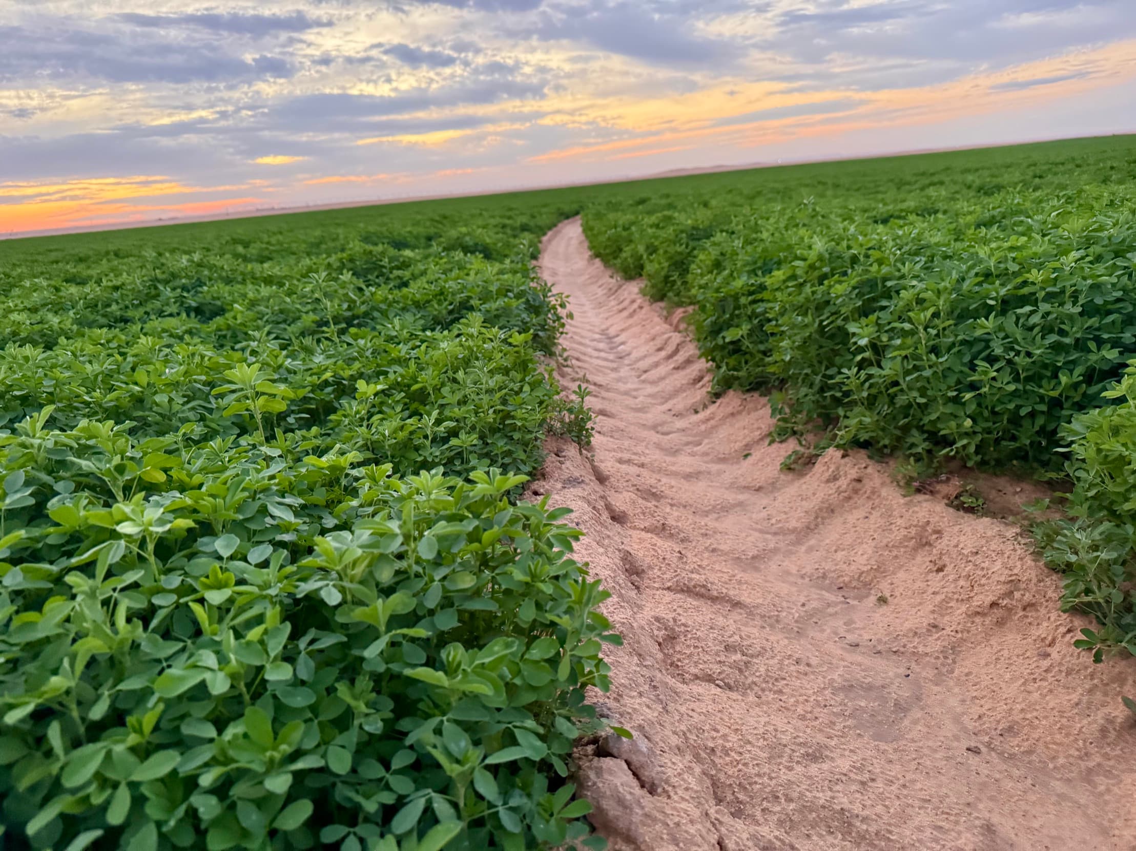 A sand service furrow running dead straight between two standing walls of alfalfa, low sun behind