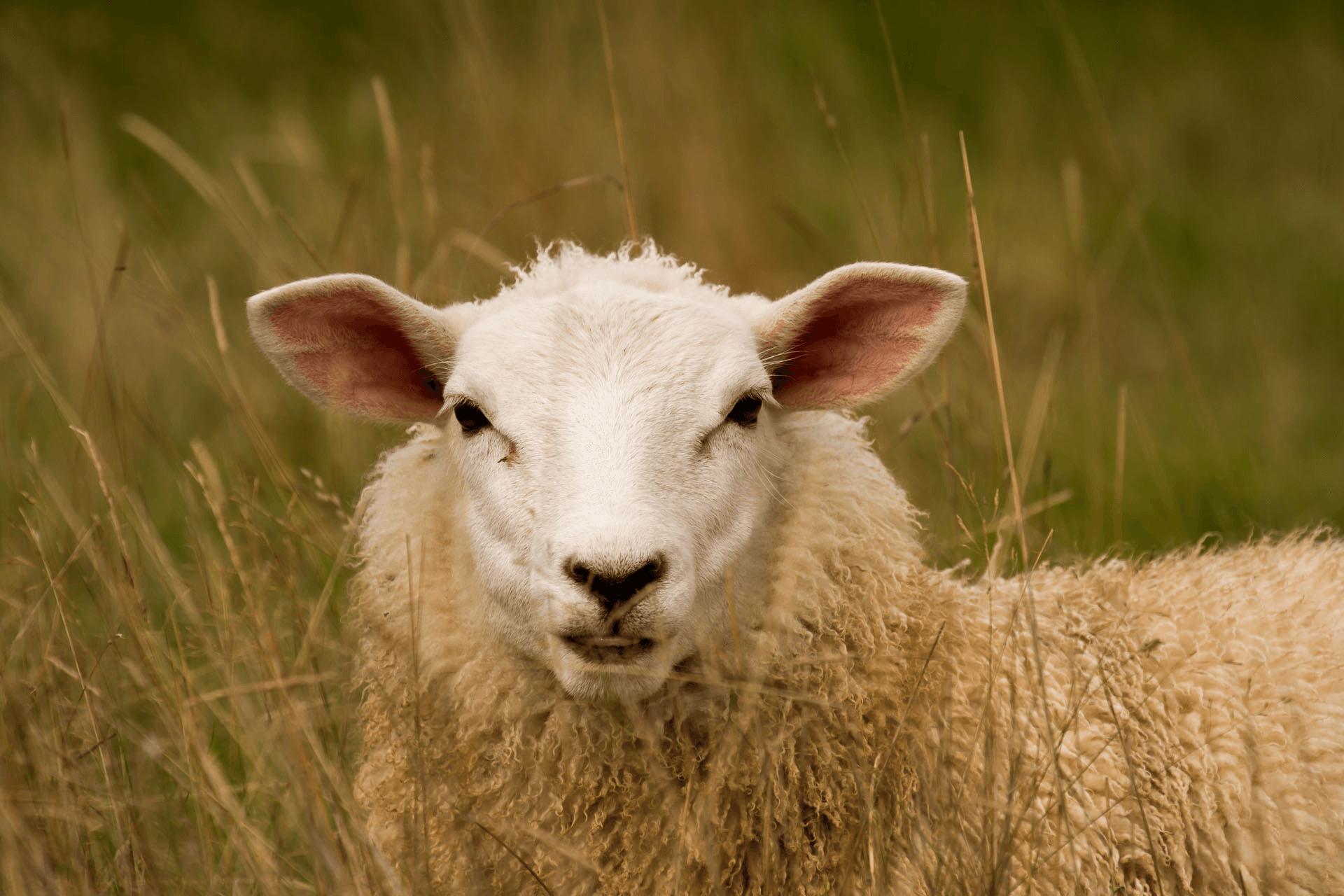 Livestock